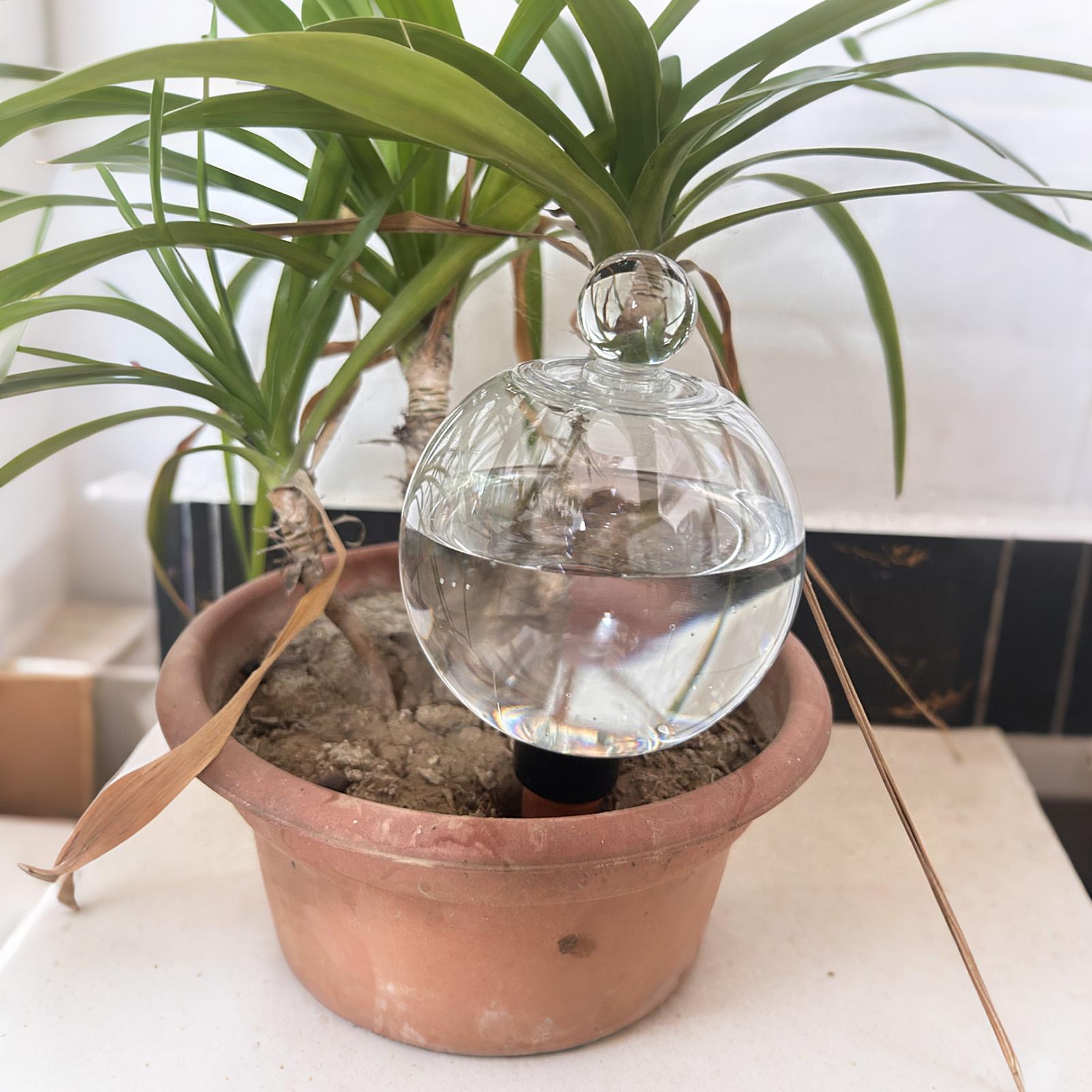 식물 급수용 전구 4개 500ml 투명 자동 급수 글로 - Automatic Plant Waterer 리뷰 및 가격