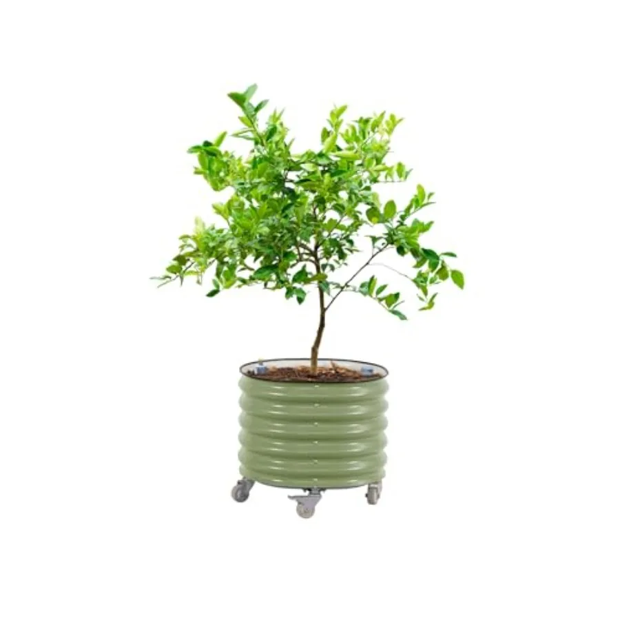 롤링 시트러스 나무 화분 3세대, 자동 급수 기능, 지 - Self-Watering Planter 리뷰 및 가격