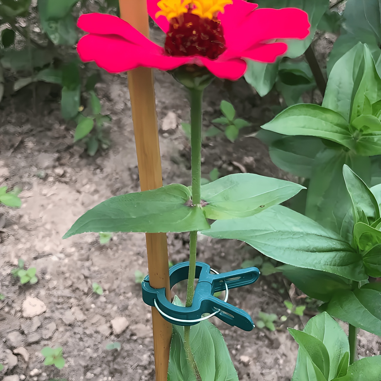 5개 조절 가능한 식물 클립, 크고 작은 재사용 가능한 - Gardening Tools Essential 리뷰 및 가격